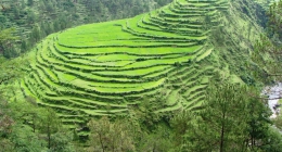 Dhikuli, Nainital